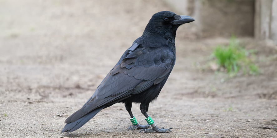 Corneille noire baguée “Vert 715” et posée au sol. Elle est équipée une balise de géolocalisation modèle Ornitela OT-10. Jardin des Plantes de Paris, le 5/02/23